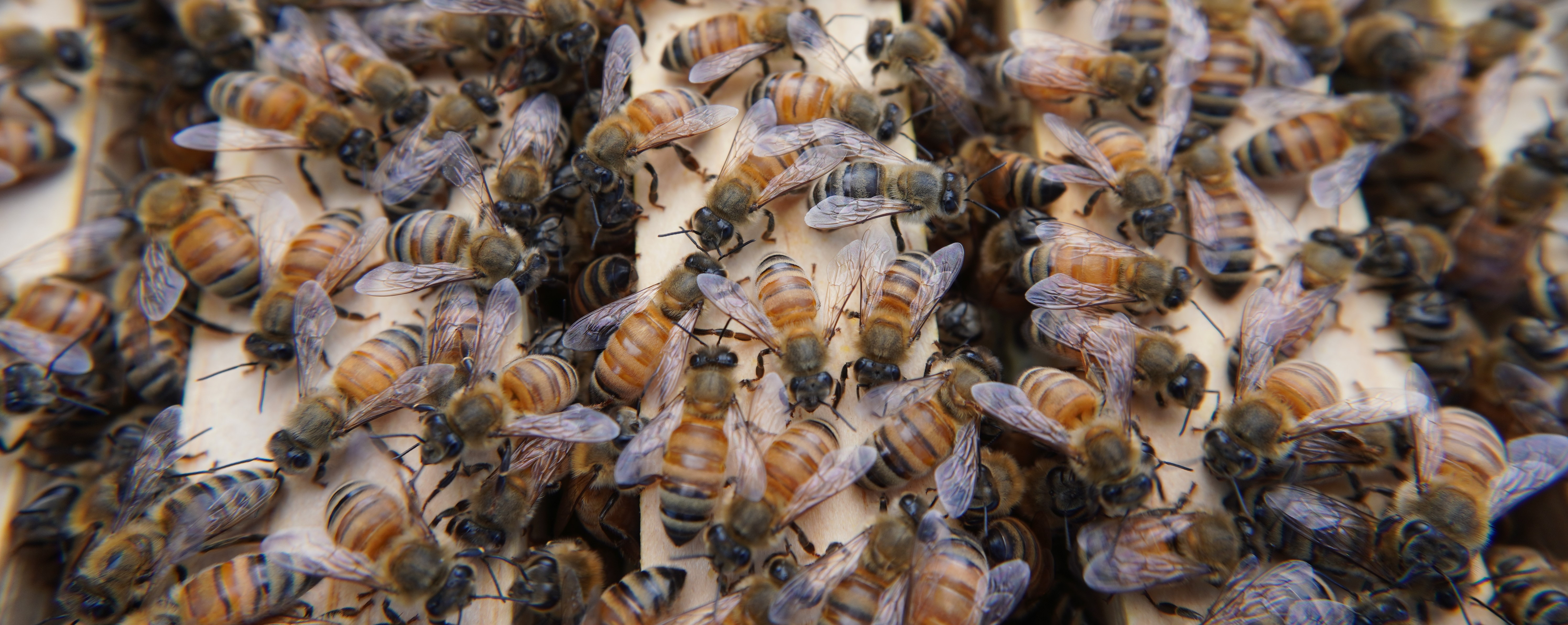 Bees on frames