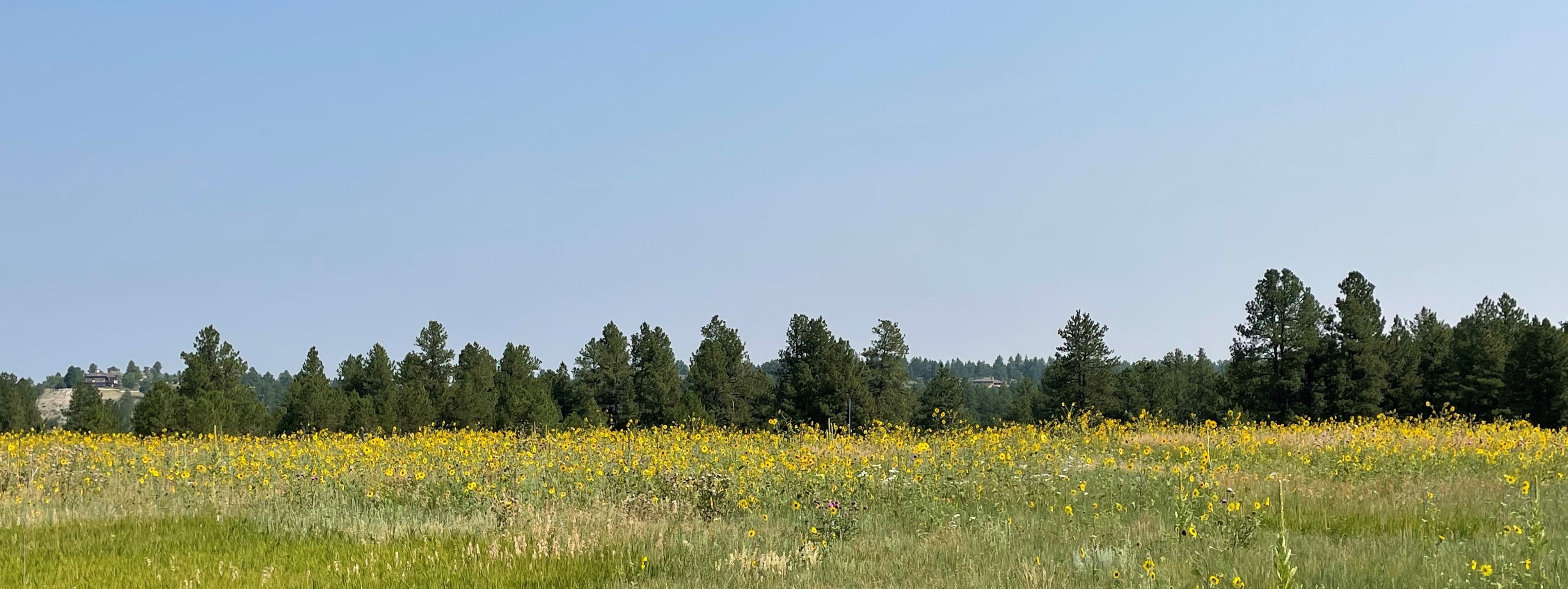 Franktown Flowers