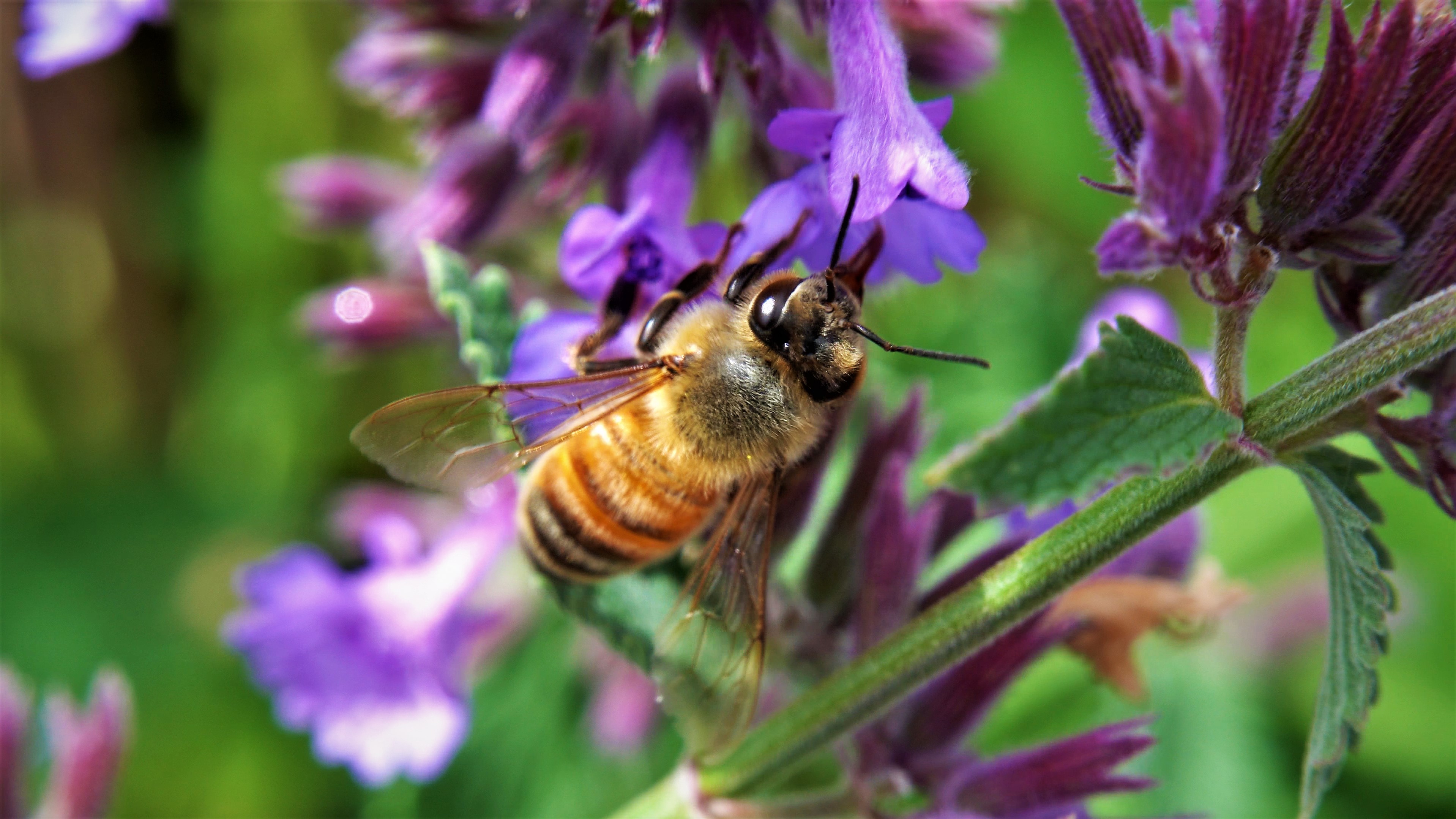 Cells with nectar